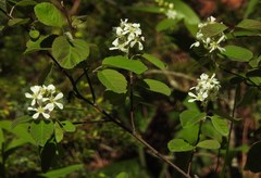 Amelanchier stolonifera