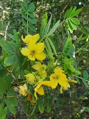 Cassiinae