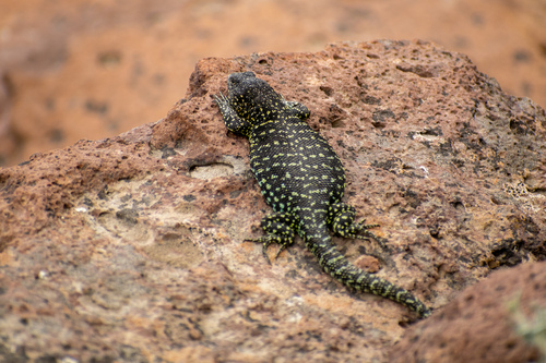 Bagual Mountains Smooth-throated Lizard, Liolaemus baguali