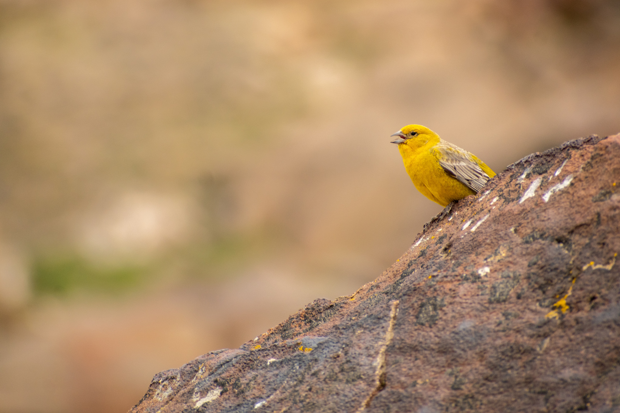 Greater Yellow-Finch (Sicalis auriventris)