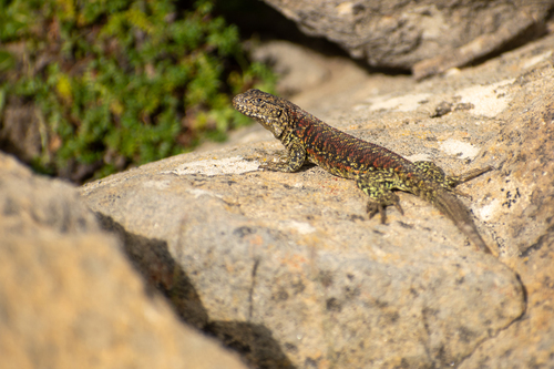 Main Tree Iguana, Liolaemus archeforus