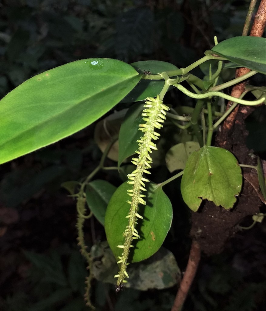 Peperomia macrostachyos