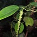 Peperomia macrostachyos - Photo (c) Martin Acosta, some rights reserved (CC BY-NC), uploaded by Martin Acosta