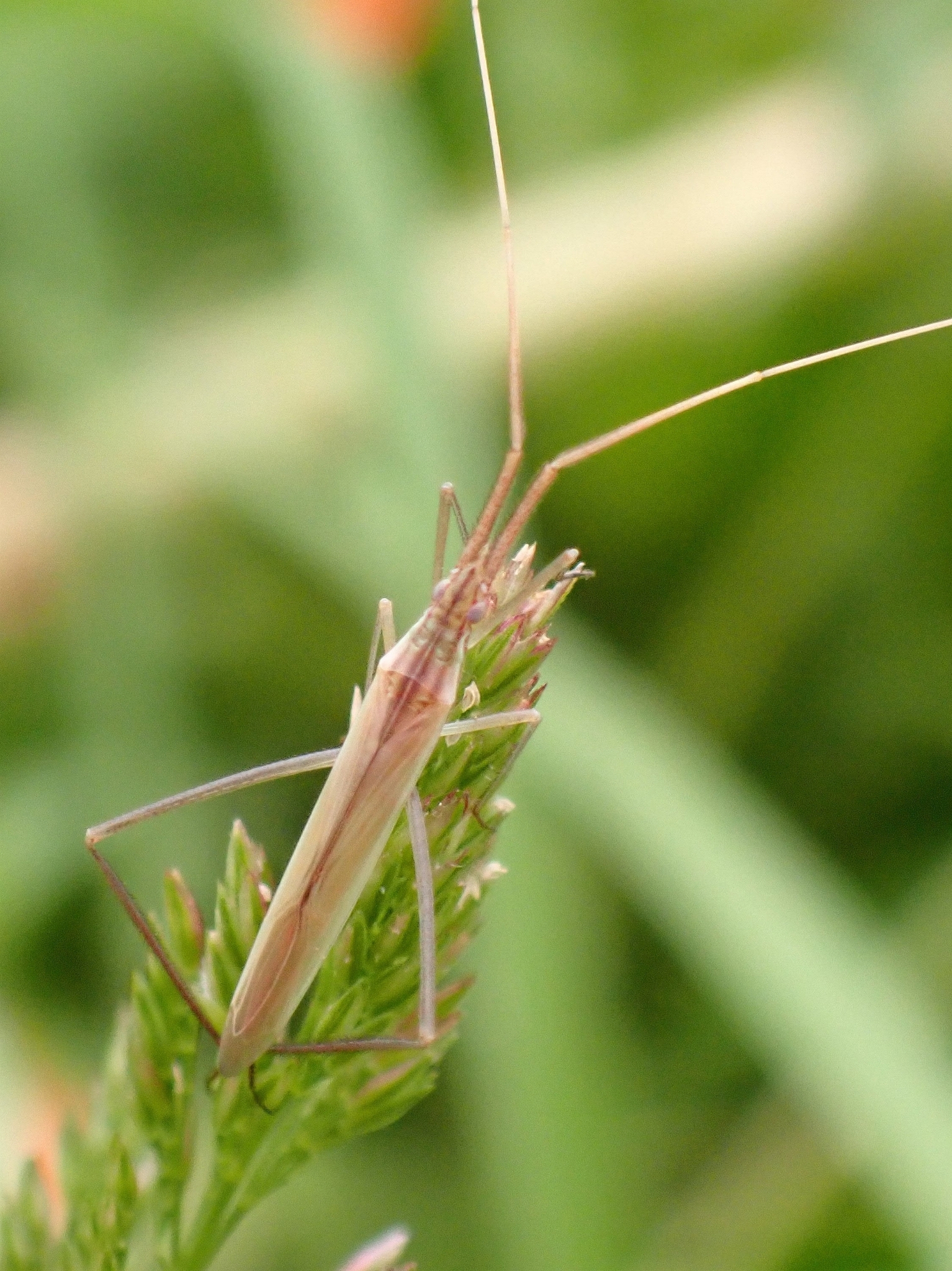 Dolichomiris linearis