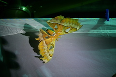 Coscinocera hercules