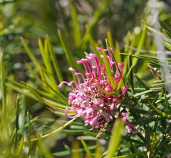 Grevillea confertifolia