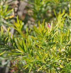 Grevillea confertifolia