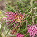 Grampians Grevillea - Photo (c) Reiner Richter, some rights reserved (CC BY-NC-SA), uploaded by Reiner Richter