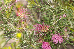 Grevillea confertifolia