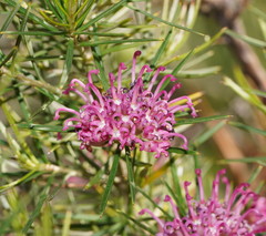 Grevillea confertifolia