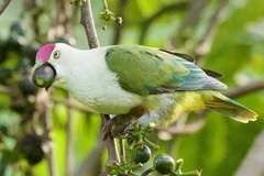 Crimson-Crowned Fruit-Dove photo 5