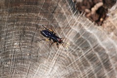 Ichneumon centrator