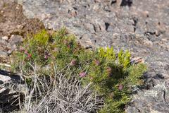 Grevillea confertifolia