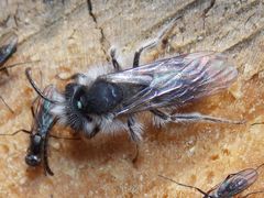 Andrena frigida