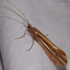 Psychoglypha