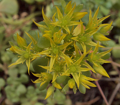 Sedum oreganum