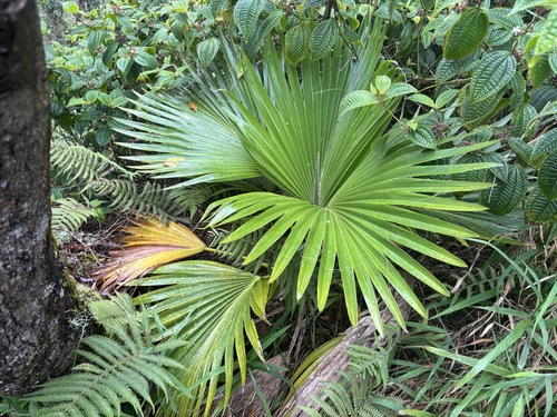 Pritchardia kaalae observed 2025-07-17