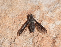 Lomatiinae