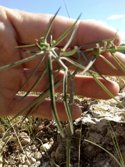 Euphorbia jaliscensis
