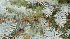 Picea pungens