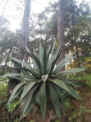 Agave inaequidens