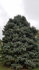 Picea pungens
