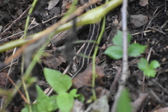 Thamnophis sirtalis semifasciatus