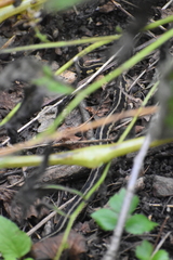 Thamnophis sirtalis semifasciatus
