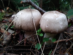 Agaricus moelleri