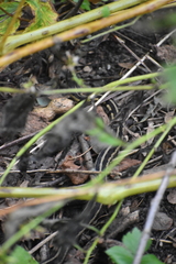 Thamnophis sirtalis semifasciatus