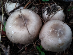 Agaricus moelleri