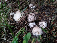 Agaricus moelleri