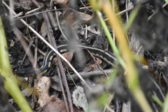 Thamnophis sirtalis semifasciatus