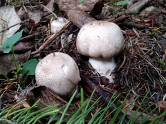 Agaricus moelleri