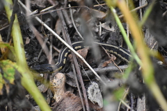Thamnophis sirtalis semifasciatus