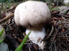 Agaricus moelleri