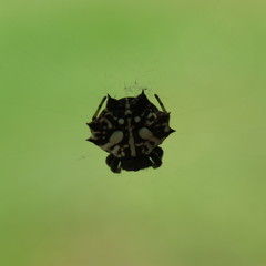 Gasteracantha sacerdotalis