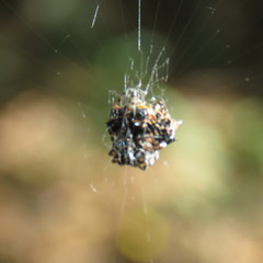 Gasteracantha sacerdotalis