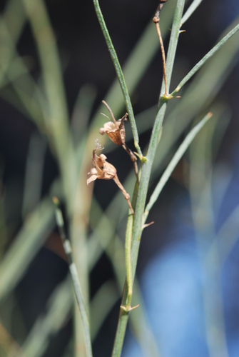 Karoo Fountainbush (Psoralea karooensis)