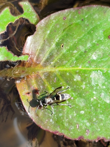Yellow-banded Polybia Wasp