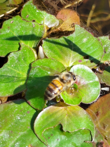 Western Honey Bee