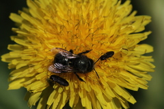 Osmia lignaria lignaria