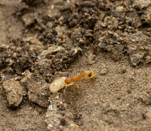 Temnothorax moreaTemnothorax morea