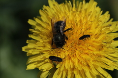 Osmia lignaria lignaria