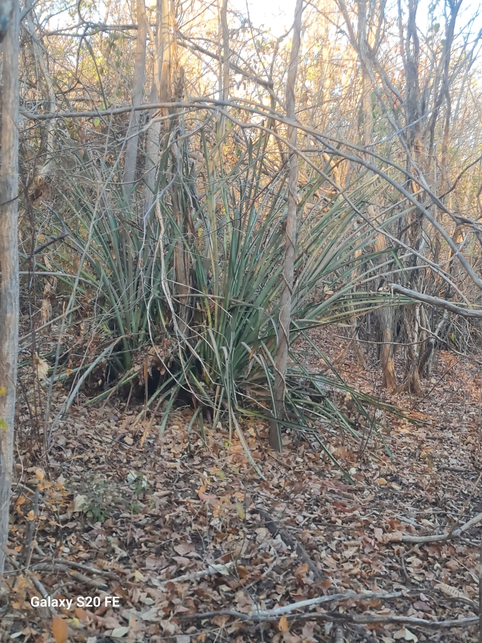 Neoglaziovia variegata