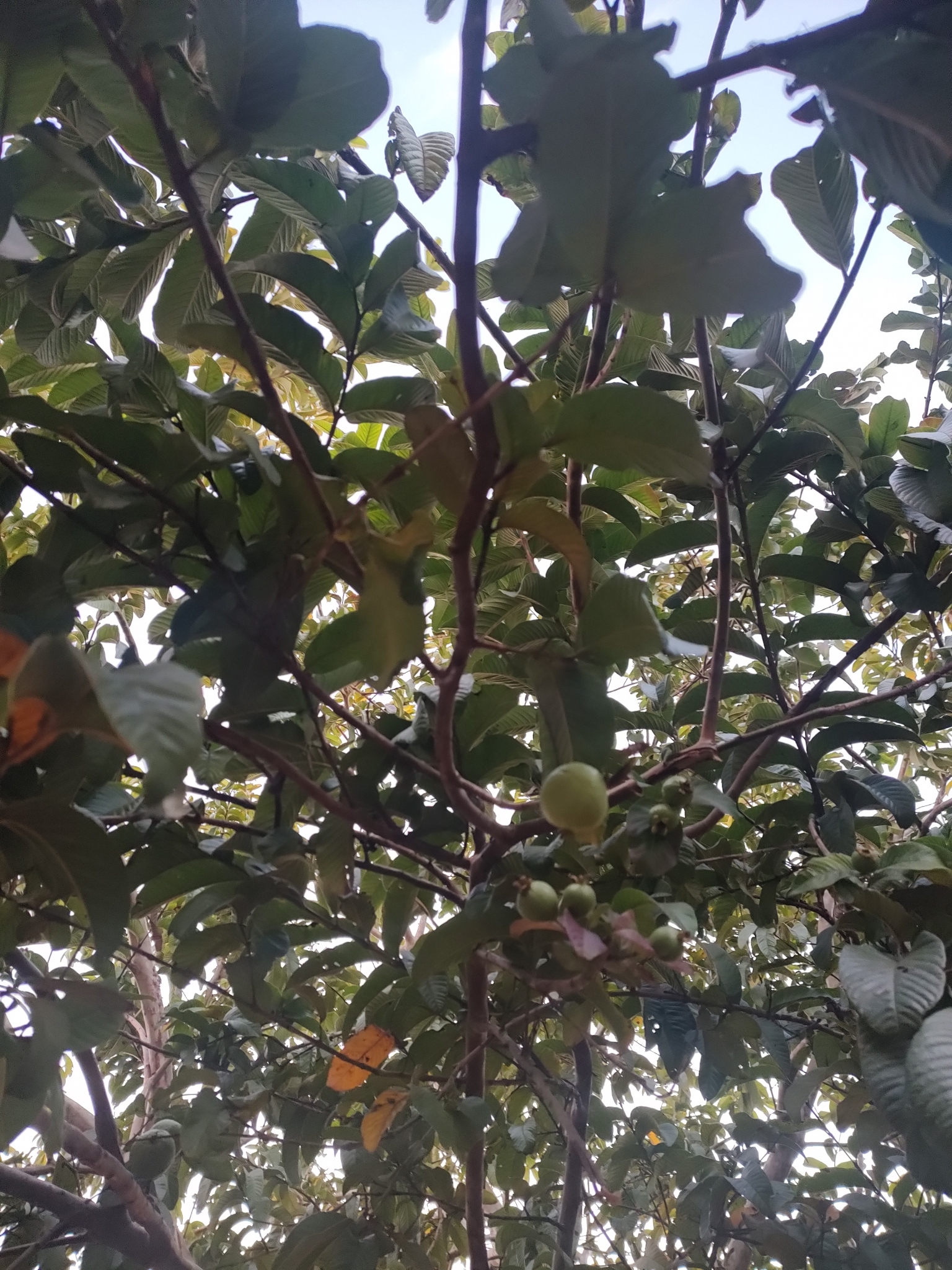 Psidium guajava
