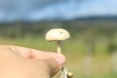 Panaeolus cambodginiensis