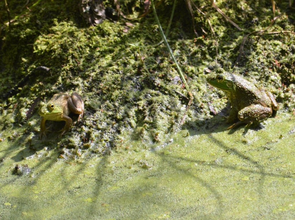 American Bullfrog from Cynthiana, KY, US on October 15, 2019 at 08:24 ...