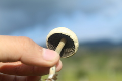 Panaeolus cambodginiensis