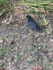 Corvus brachyrhynchos
